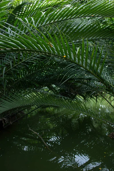 Palmera de manglar o Nypa en Tailandia — Foto de Stock