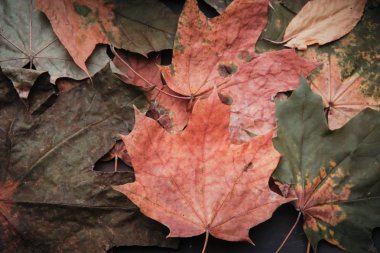 Karanlık bir arka planda kuru sonbahar yaprakları