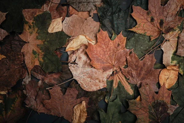 Dry Autumn Leaves Dark Background — Stock Photo, Image