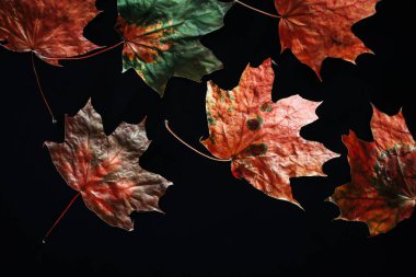 Siyah arkaplanda sonbahar yaprakları