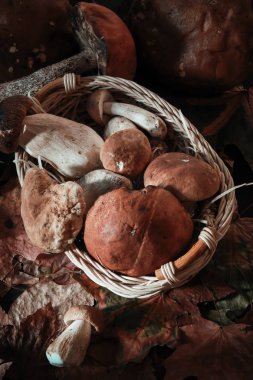 mantar yemek pişirmek için çeşitli