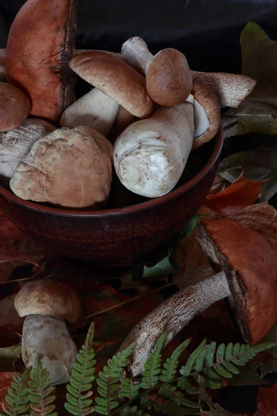 Uma Variedade Cogumelos Para Cozinhar — Fotografia de Stock