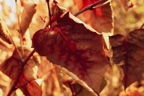 Autumn Landscape Orange Leaves — Stock Photo, Image