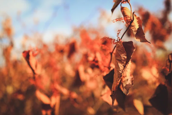 Paesaggio Autunnale Con Foglie Arancio — Foto Stock