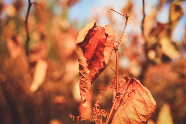 Outono Paisagem Com Folhas Laranja — Fotografia de Stock
