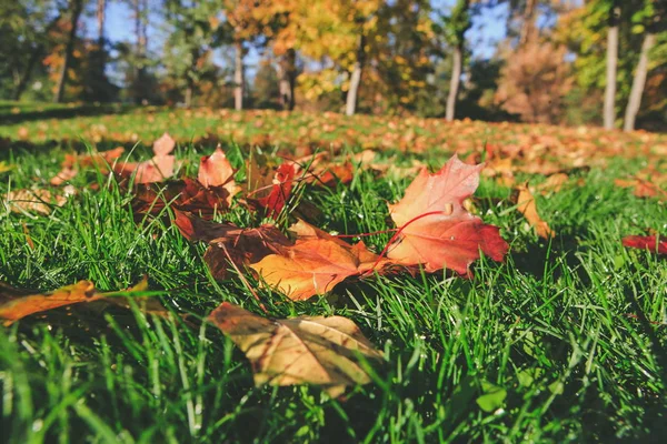 Autumn Landscape Orange Leaves — Stock Photo, Image