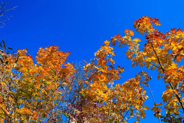 Outono Paisagem Com Folhas Laranja — Fotografia de Stock