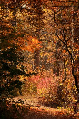 inanılmaz güzel sonbahar orman manzara
