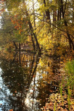 bir göl ile inanılmaz güzel sonbahar orman manzara