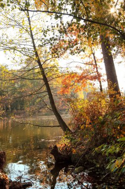 bir göl ile inanılmaz güzel sonbahar orman manzara