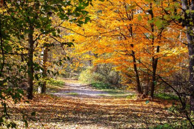 inanılmaz güzel sonbahar orman manzara
