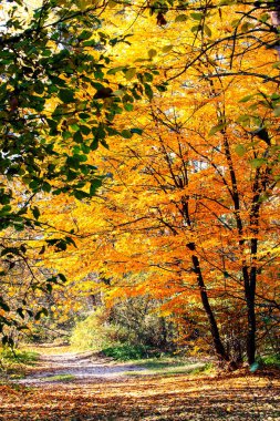 inanılmaz güzel sonbahar orman manzara