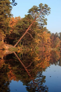 bir göl ile inanılmaz güzel sonbahar orman manzara