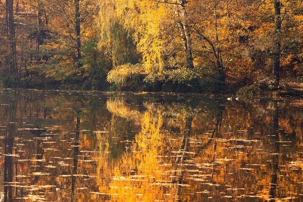 Красивый Красочный Осенний Пейзаж Озером — стоковое фото