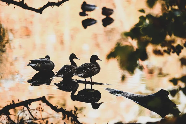 Patos Nadam Lago Parque Outono — Fotografia de Stock