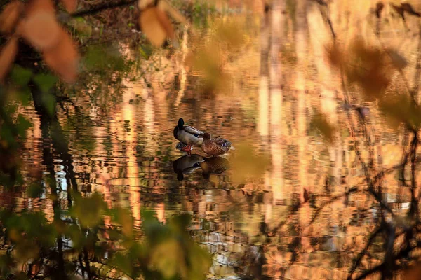 ducks swim on the lake in the autumn park