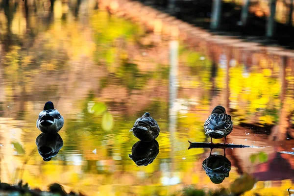 Enten Schwimmen Auf Dem See Herbstpark — Stockfoto