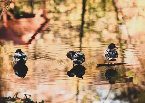 Πάπιες Που Κολυμπούν Δίπλα Στη Λίμνη Στο Πάρκο Φθινόπωρο — Φωτογραφία Αρχείου