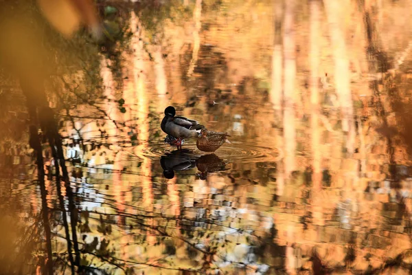 Patos Nadam Lago Parque Outono — Fotografia de Stock