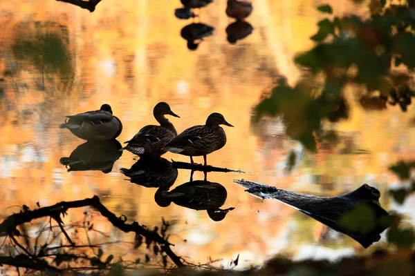 Patos Nadam Lago Parque Outono — Fotografia de Stock