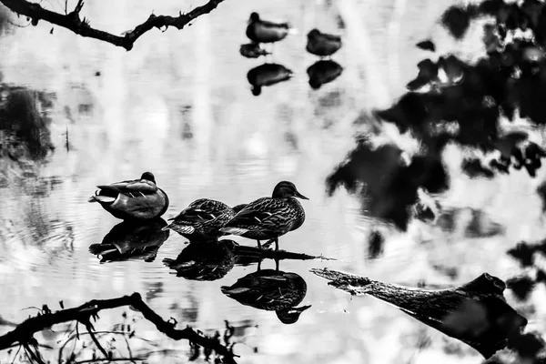 Patos Nadam Lago Parque Outono — Fotografia de Stock