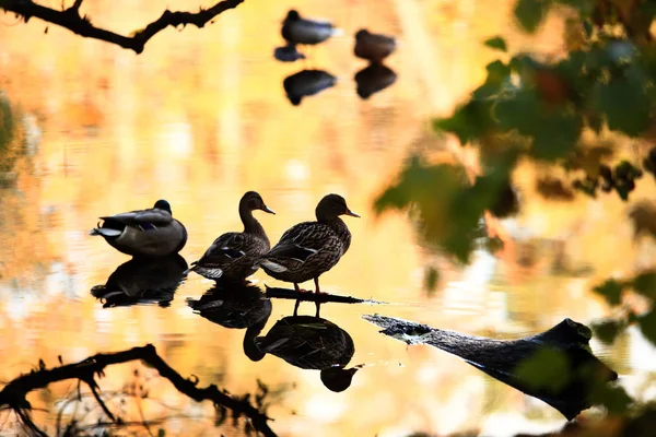 Patos Nadan Lago Parque Otoño — Foto de Stock