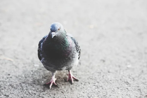 Schöne Taube Geht Auf Asphalt — Stockfoto