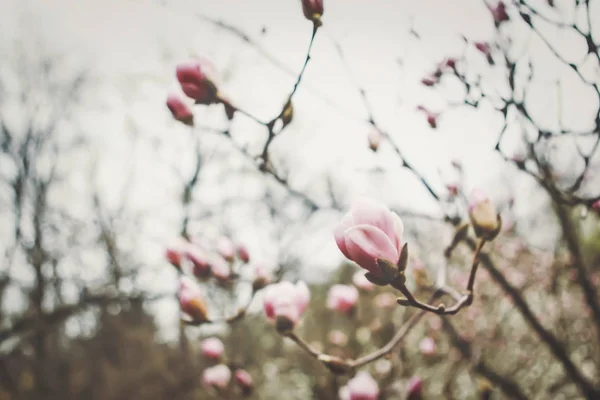 Blühende Magnolie Park Frühling — Stockfoto