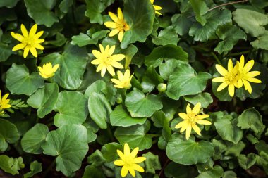 bahçede çiçek eriterek