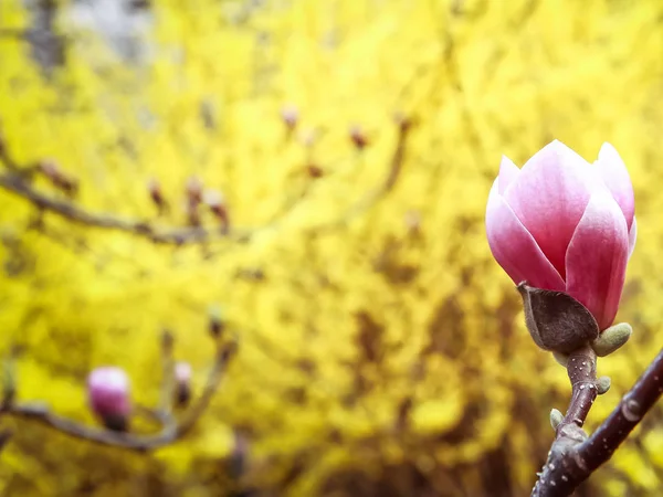 Magnolienblüten Den Bäumen Garten Auflösen — Stockfoto