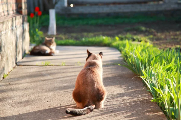 Találkozó Két Macska Úton Tavaszi Idő — Stock Fotó