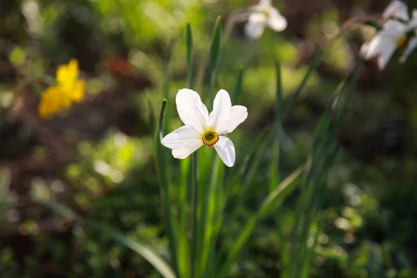 Beautiful White Daffodils Bloom Field — Stock Photo, Image