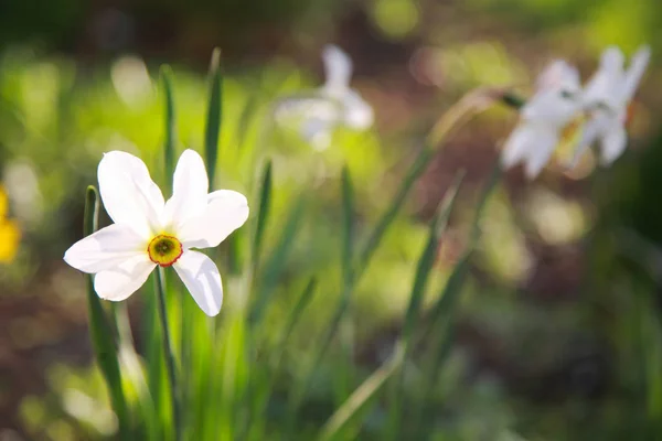 Beautiful White Daffodils Bloom Field — Stock Photo, Image