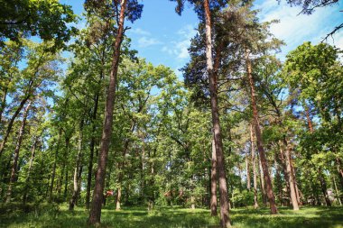 güzel orman manzarası muhteşem gökyüzü ve gün ışığı ile