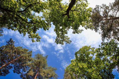 güzel orman manzarası muhteşem gökyüzü ve gün ışığı ile