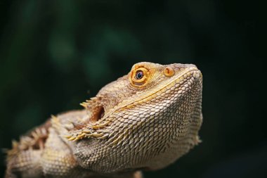 Kertenkele sakallı agama yandan