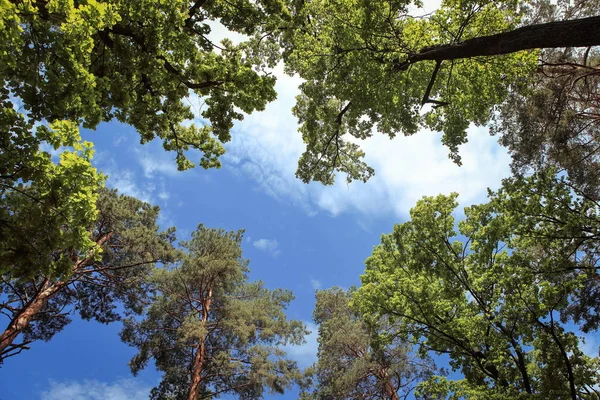 Wunderschöne Waldlandschaft Mit Herrlichem Himmel Und Sonnenschein — Stockfoto