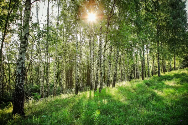 Wunderschöne Waldlandschaft Mit Herrlichem Himmel Und Sonnenschein — Stockfoto