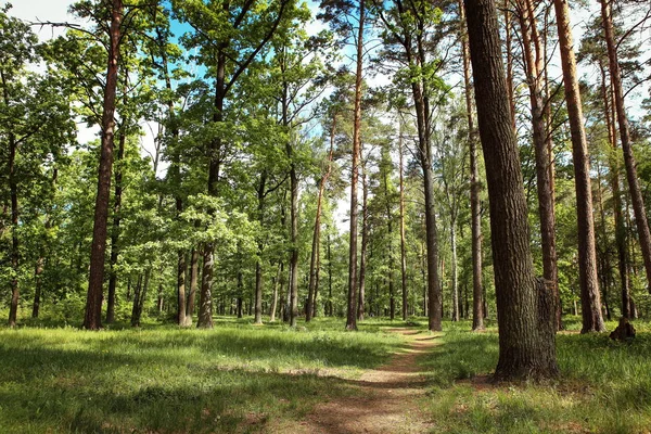 güzel orman manzarası muhteşem gökyüzü ve gün ışığı ile