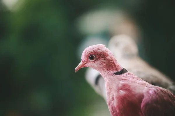 Beautiful Painted Pigeons Sitting Your Hand — Stock Photo, Image