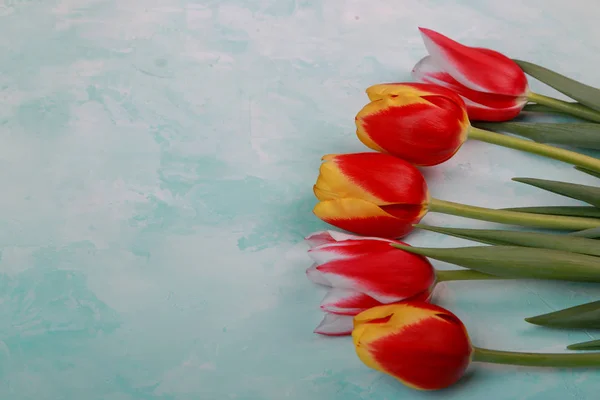 Belles Tulipes Printanières Sur Fond Studio — Photo