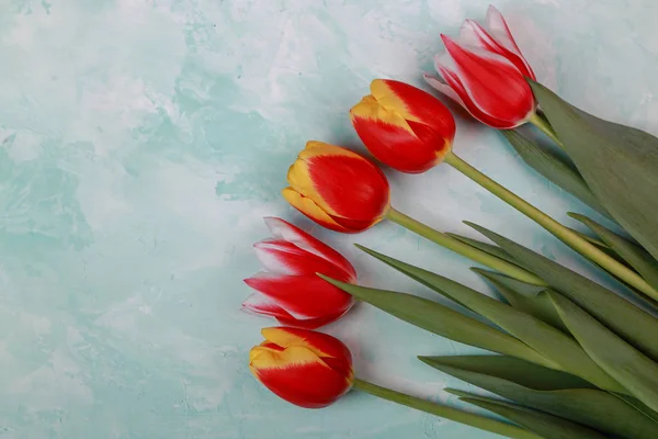 Belles Tulipes Printanières Sur Fond Studio — Photo