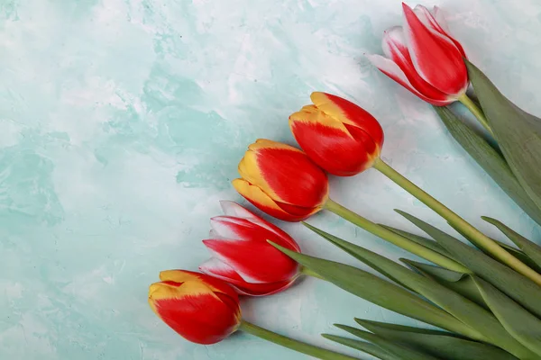 Belles Tulipes Printanières Sur Fond Studio — Photo