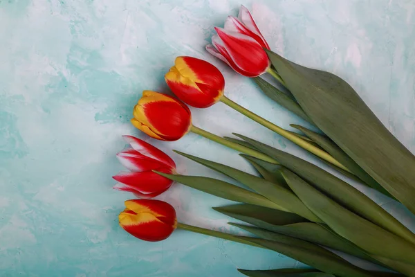 Belles Tulipes Printanières Sur Fond Studio — Photo