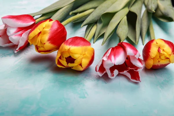 Красивые Весенние Тюльпаны Заднем Плане Студии — стоковое фото