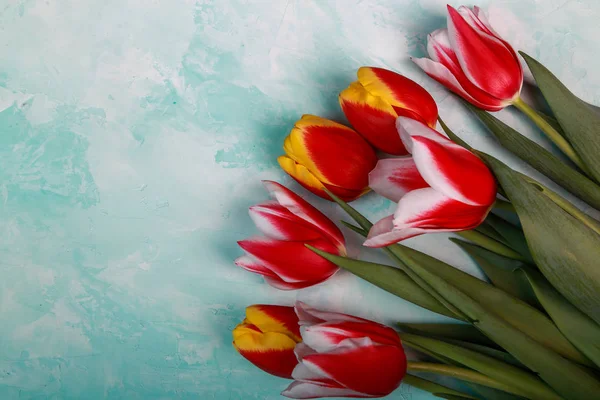 Belles Tulipes Printanières Sur Fond Studio — Photo