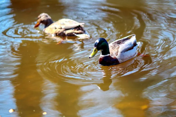 beautiful wild ducks swim in the lake