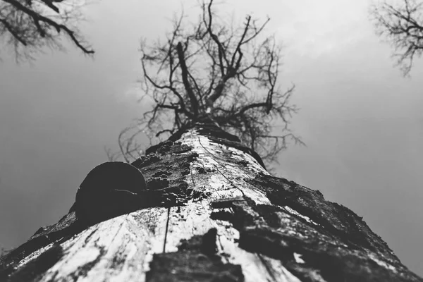 Foto Preto Branco Árvores Suas Sombras — Fotografia de Stock