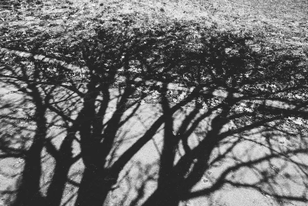 黒と白の木々の写真とその影 — ストック写真