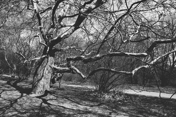 Foto Blanco Negro Los Árboles Sus Sombras —  Fotos de Stock